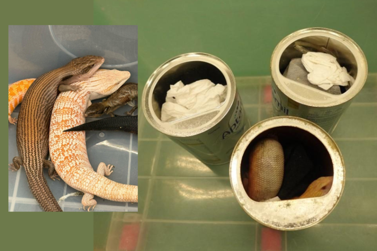 Hong Kong customs seize 42 smuggled endangered lizards